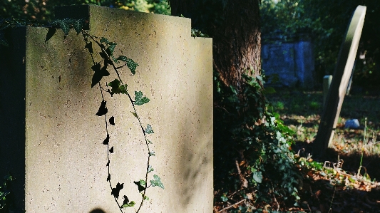 Photo Grave pierres tombales
 cimetière lierre
