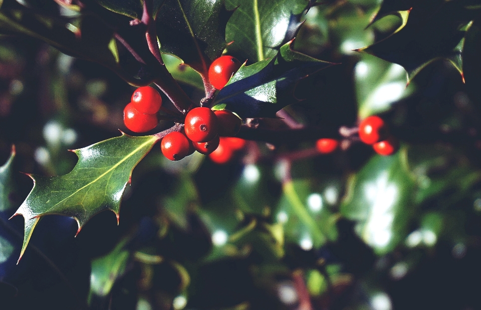 Holly leaves tree trees