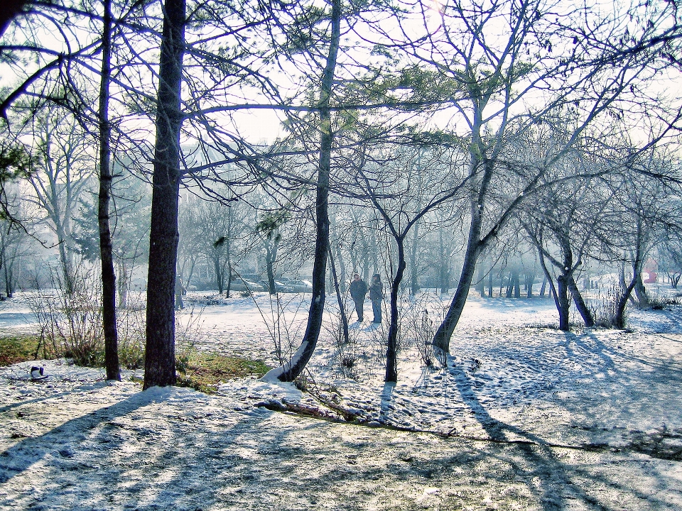 Morning trees snow winter