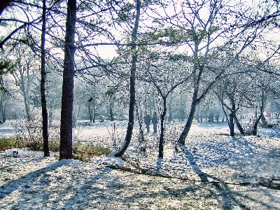 Morning trees snow winter Photo