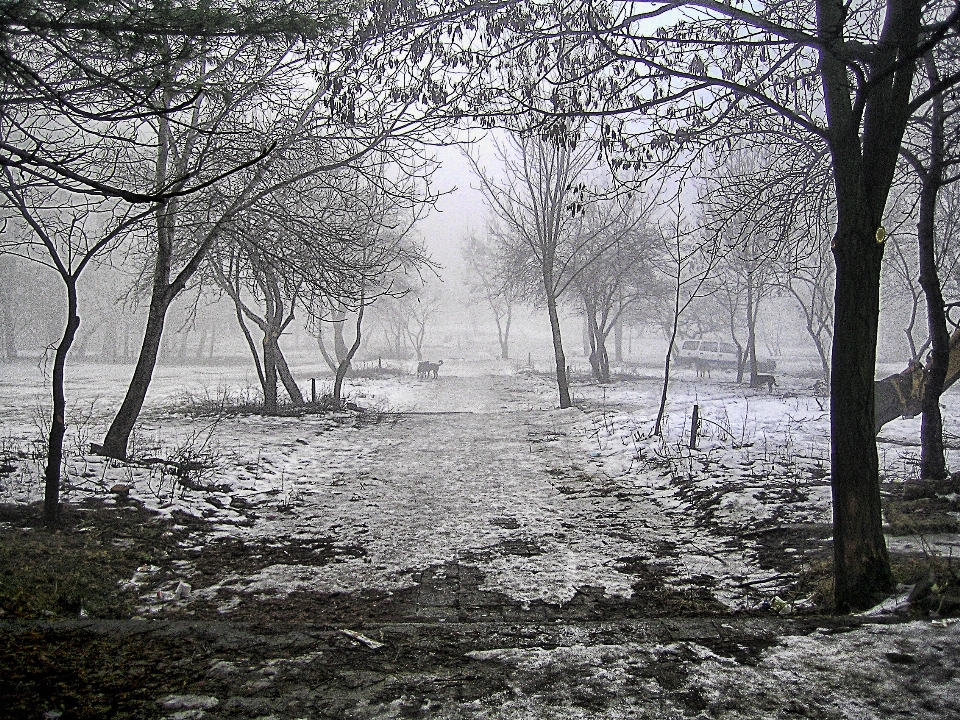 Nebbia inverno parco albero