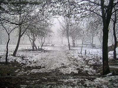 Mist winter park tree Photo