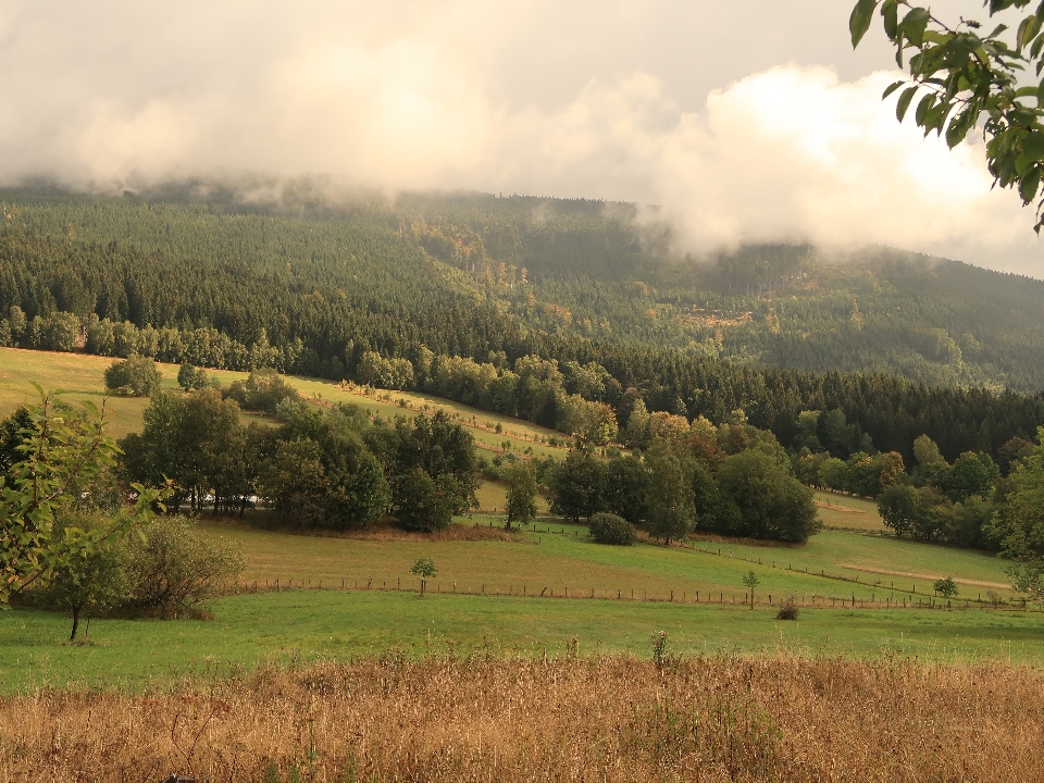 Autumn foggy landscape forest