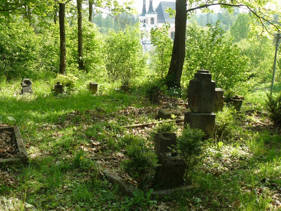 Forest trees gravestones grave