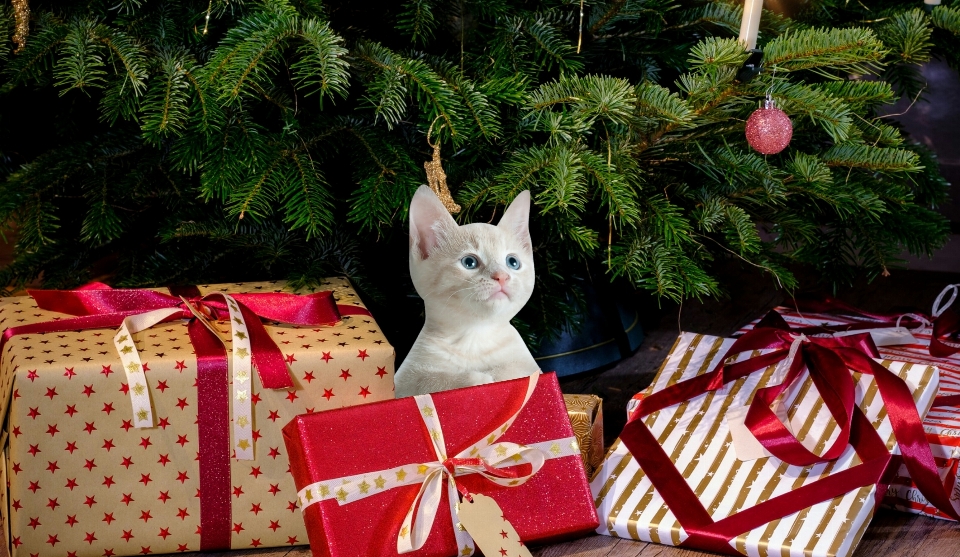 Noël cadeaux minou chat