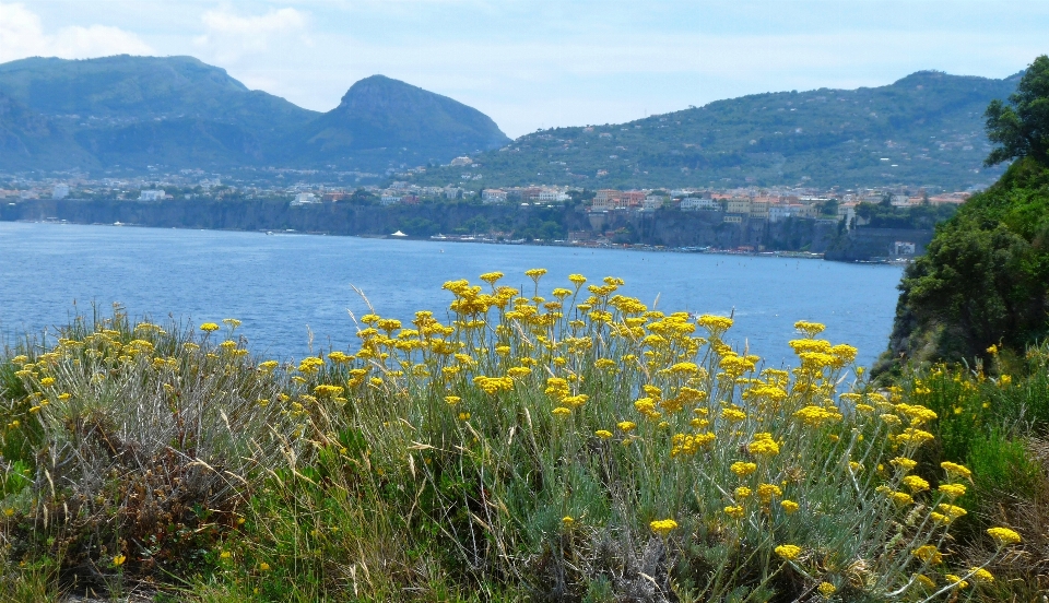 Sorrento
 italia vegetazione riserva naturale
