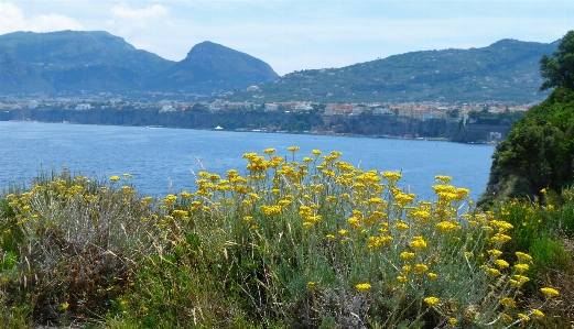 Foto Sorrento
 itália vegetação reserva natural
