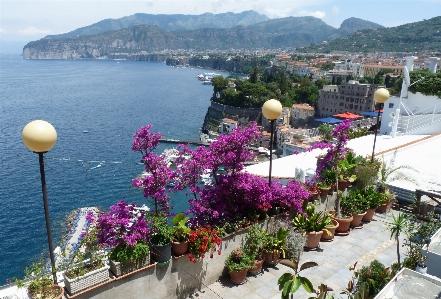 Foto Sorrento
 itália flor plantar