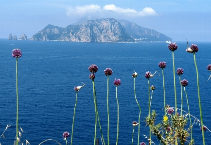 Capri italy sea nature Photo