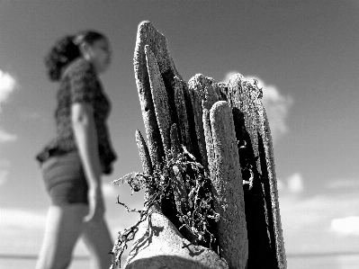 Foto Playa
 madera
 stelo
 deserto
