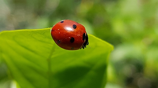 Zdjęcie Natura owad biedronka fotografia makro
