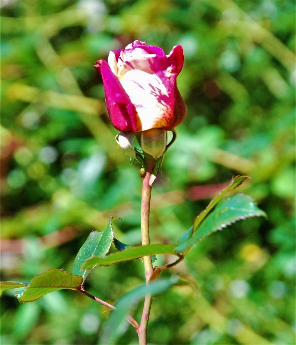 バラの花
 花 バラの家族
 植物