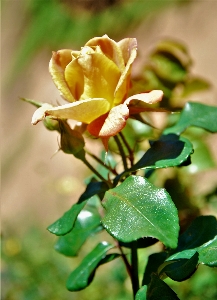 Foto Bunga mawar
 flora tanaman