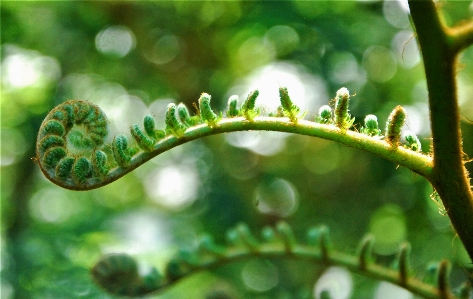 Hakgala garden vegetation leaf Photo