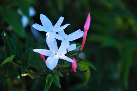 インド人 パッチ
 植物 花 写真