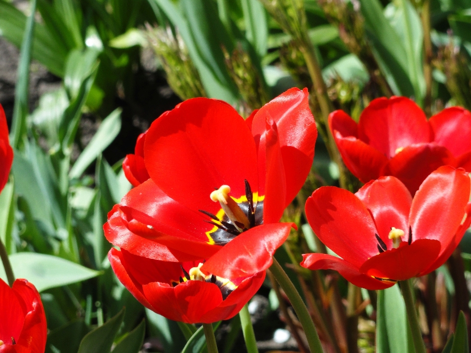 Rosso fiore giardino verde