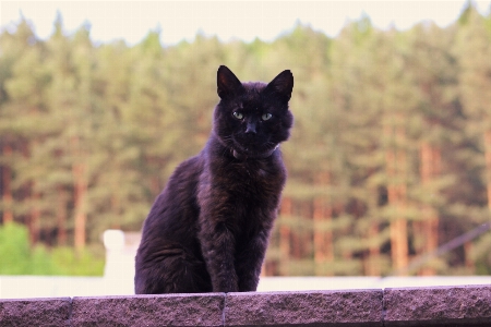 Foto Kucing anak meong
 hitam