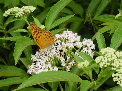 Butterfly wild nature flowers Photo