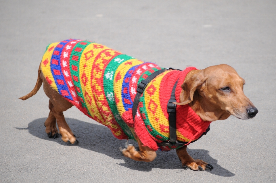 Cachorro suéter cor roupas de cachorro
