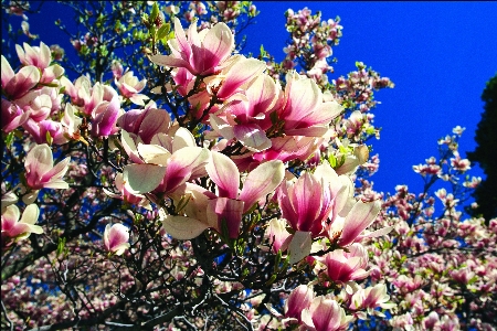 Foto Cereja flor plantar planta com flor
