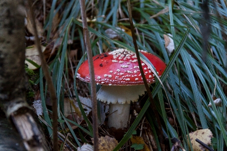 Red mushroom forest fungus Photo