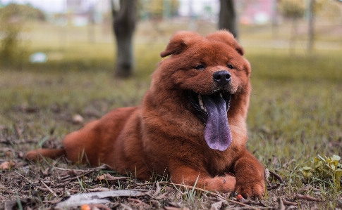 Photo Chien chow chow
 jardin chiot
