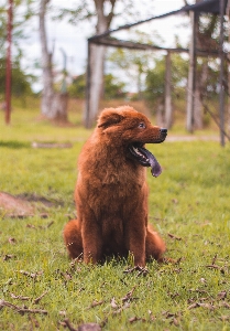 Photo Chien chow chow
 jardin chiot
