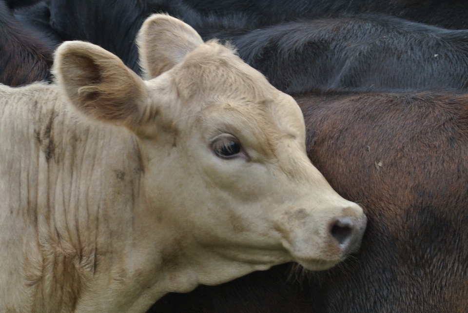 Calf longhorn baby animals