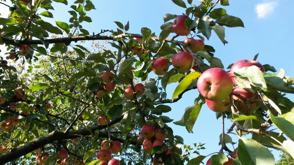 Apple árbol otoño cielo