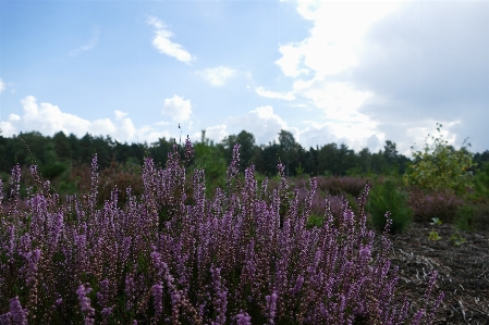 Autumn heathland moor heather Photo