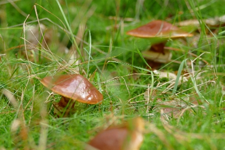 Foto Jamur jamur
 hutan musim gugur