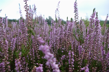 Autumn heathland moor heather Photo