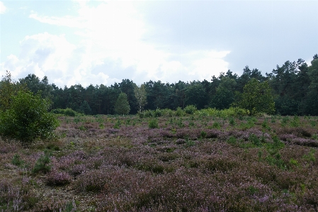 Autumn heathland moor heather Photo