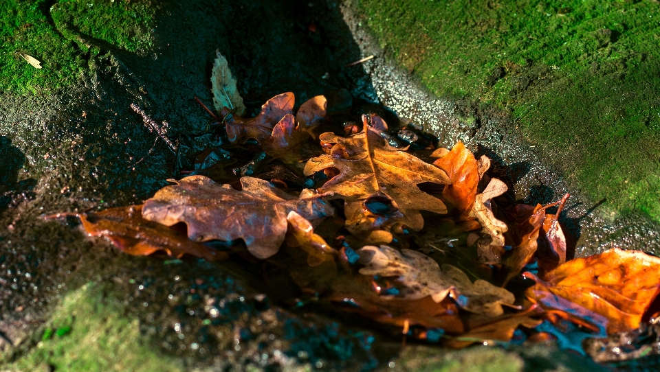 Follaje raíz del arbol
 musgo
 agua