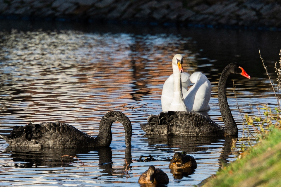 Cisnes
 negro blanco aves acuáticas
