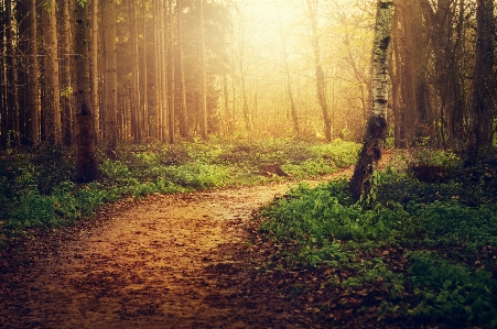 Forest path trees nature Photo