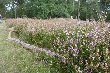 Heathland moors heather fall Photo