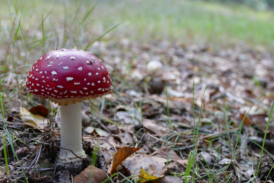 Terbang agaric
 musim gugur jamur