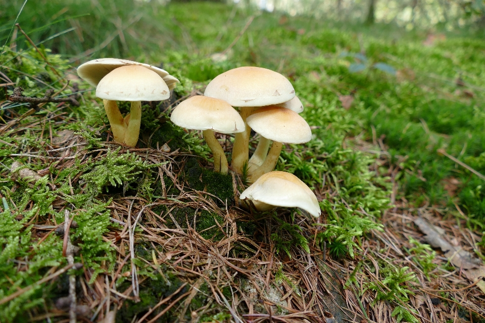 Herbst pilz pilz
 fallen