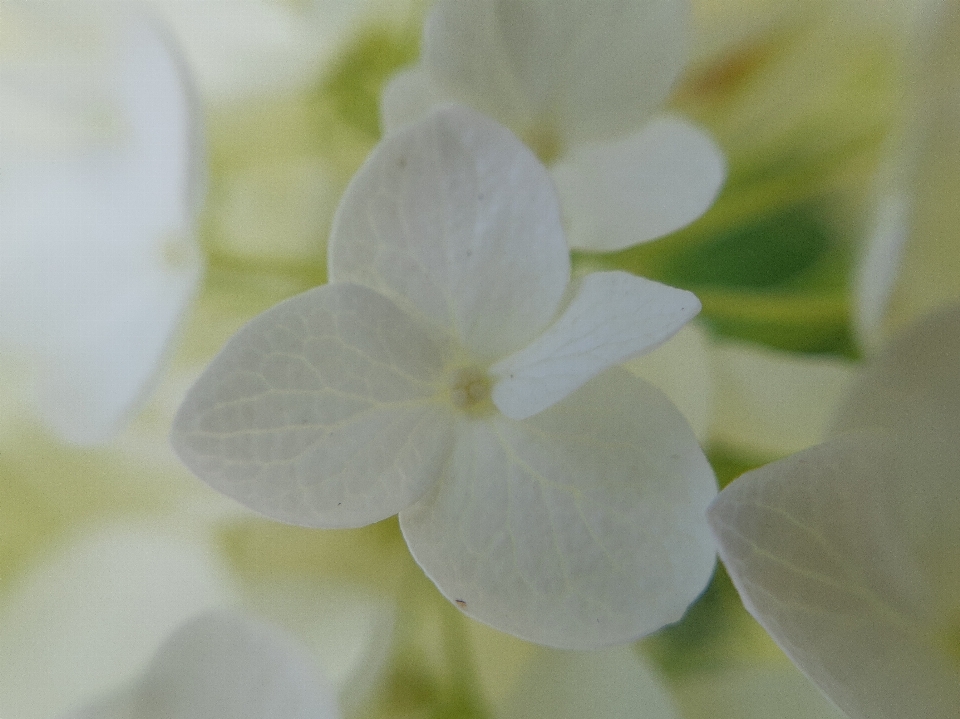 Makro bunga cantik putih