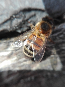 Bee insect wings closeup Photo