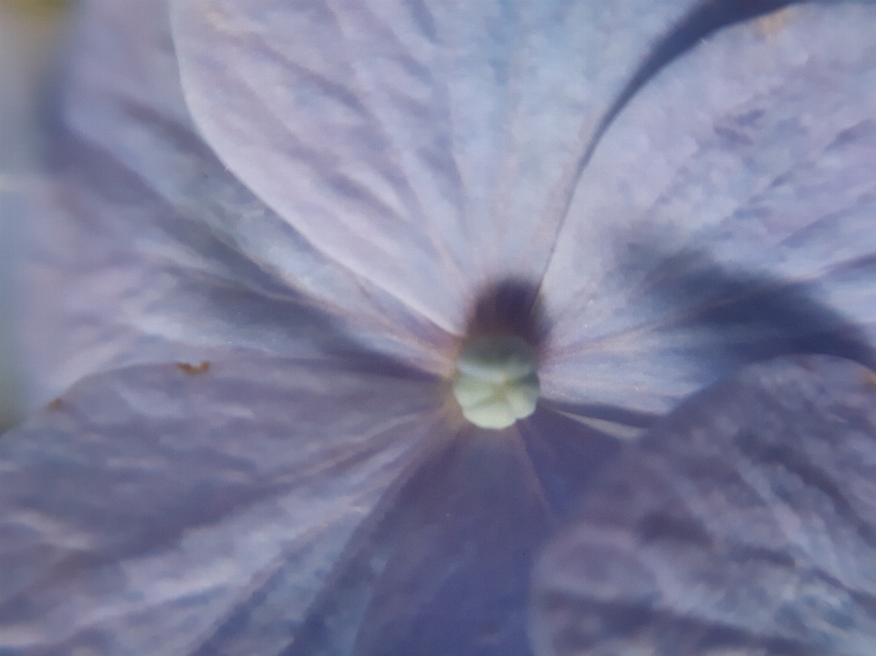 Merapatkan
 hydrangea
 bunga ungu