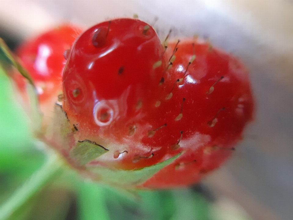 草莓 夏天 水果 特写
