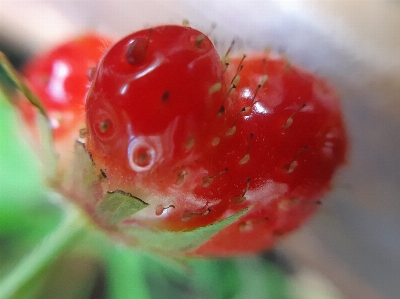 Strawberry summer fruit closeup Photo