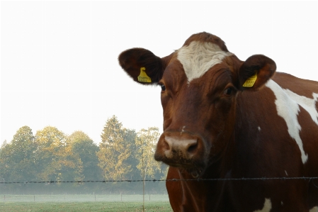 Cows curious standing together Photo