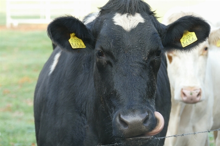 Cows curious standing together Photo