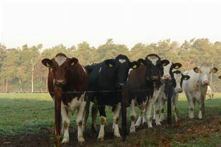 Cows curious standing together Photo