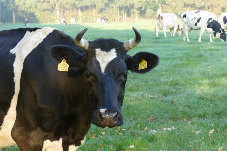 Cows curious standing together Photo