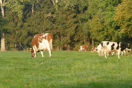 Cows curious standing together Photo