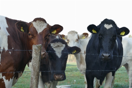 Cows curious standing together Photo